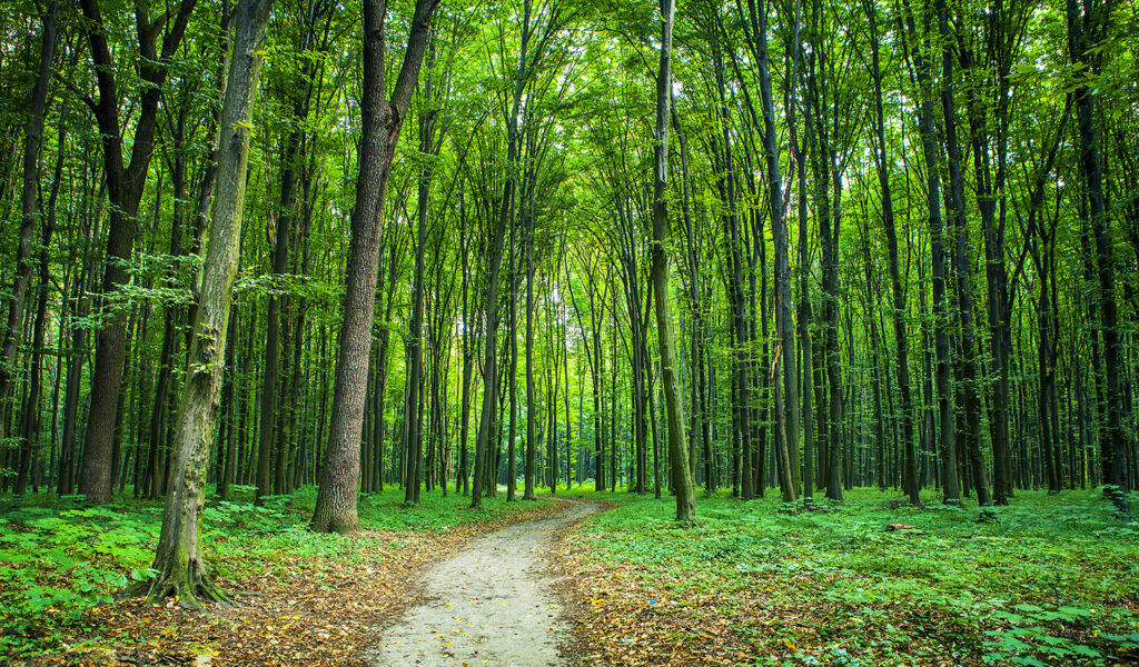 Ein Waldweg im Grünen für das gemeinsame Lauftreffen und Spaziergänge in Ludwigsburg
